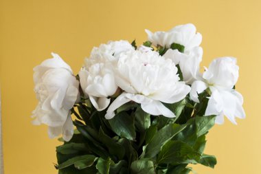 Beyaz peonies