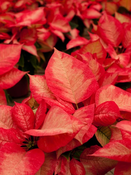 Christmas Plant — Stock Photo, Image