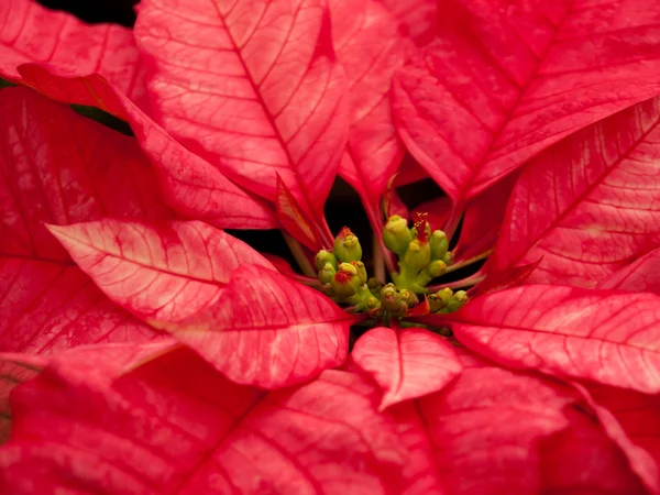 Noel bitki — Stok fotoğraf