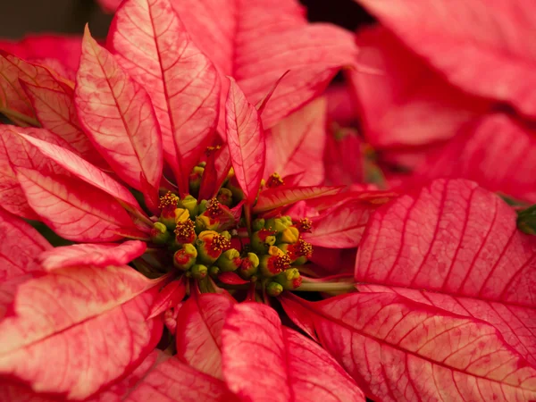 Boże Narodzenie roślin — Zdjęcie stockowe