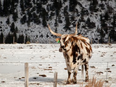 Texas Longhorn