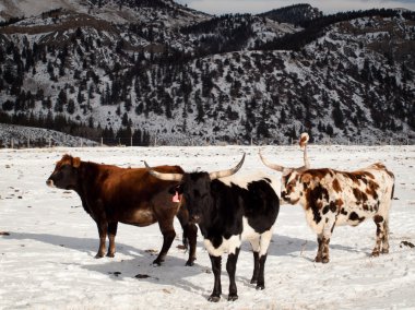 Texas Longhorn