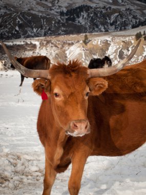 Texas Longhorn