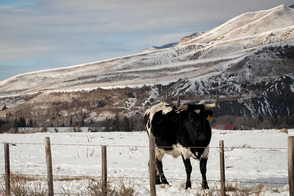 Texas Longhorn — Fotografia de Stock