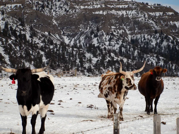 Texas Longhorn — Fotografia de Stock