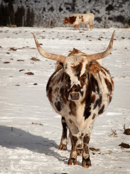 Texas Longhorn — Stockfoto