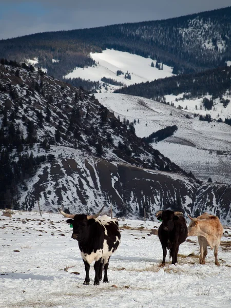 Texas Longhorn — Fotografia de Stock