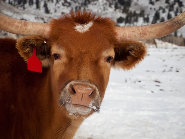 Texas Longhorn — Foto de Stock