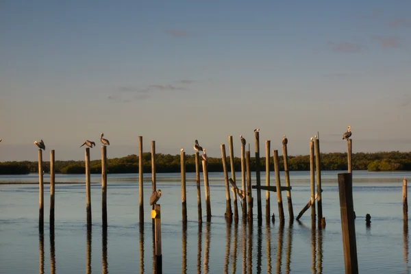 Pelikán hnědý — Stock fotografie