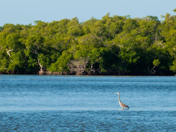 TEN Thousand Islands — Stock Fotó