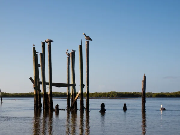 Brązowy pelikany — Zdjęcie stockowe