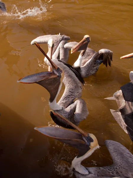 Bruine pelikanen — Stockfoto