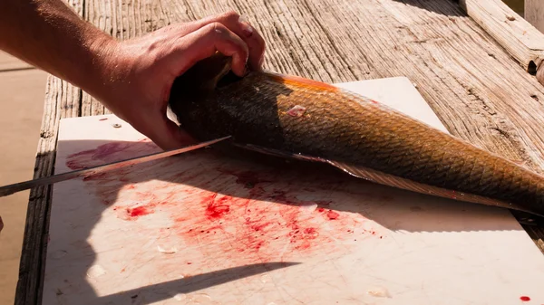Rengöring fisk — Stockfoto