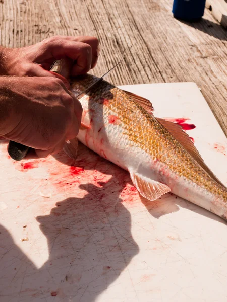 魚のクリーニング — ストック写真