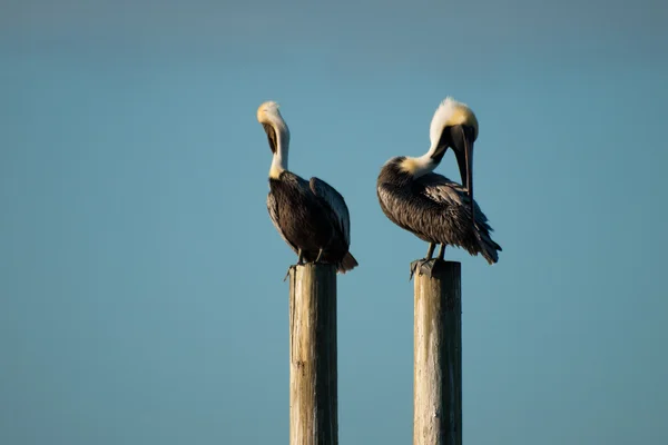 Pelícanos marrones — Foto de Stock