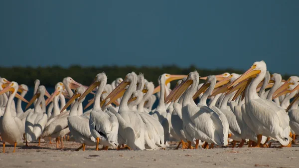 Vita pelikaner — Stockfoto