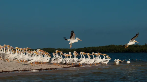 stock image White Pelicans