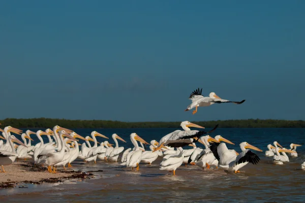 stock image White Pelicans