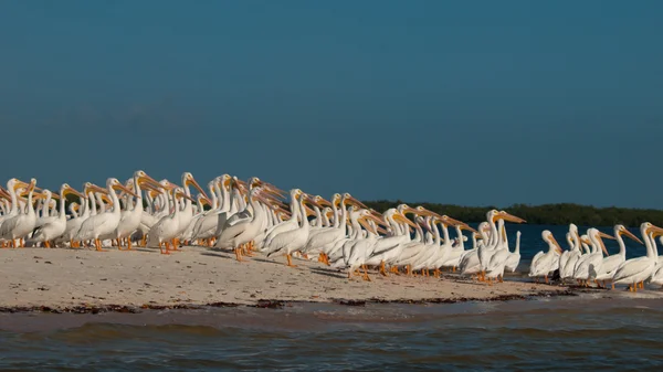 stock image White Pelicans