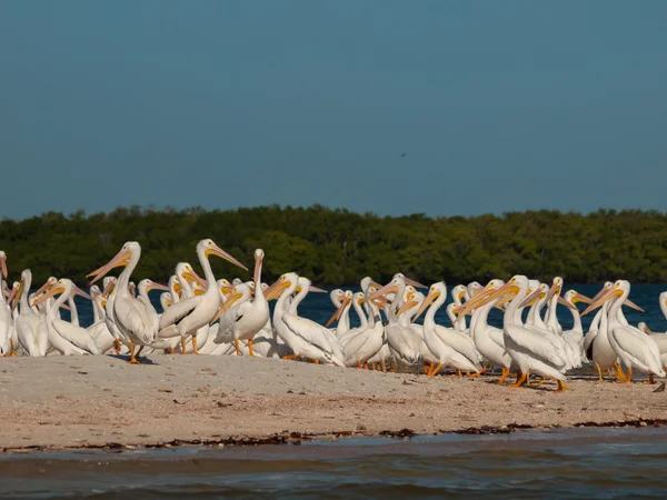 stock image White Pelicans