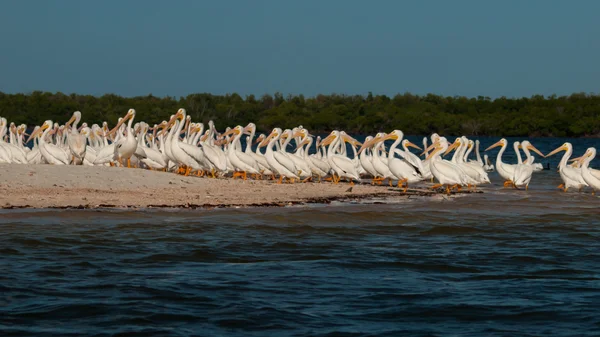 Pelicanos brancos — Fotografia de Stock