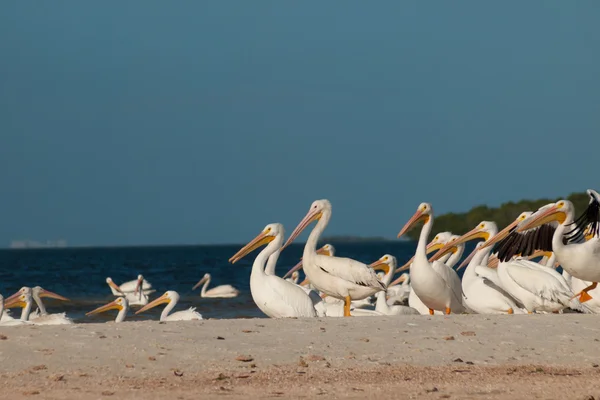 White Pelicans — Stock Photo, Image