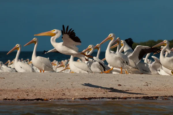 stock image White Pelicans