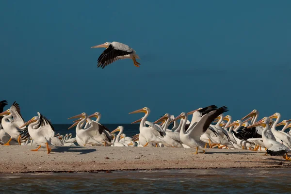 Pélicans blancs — Photo