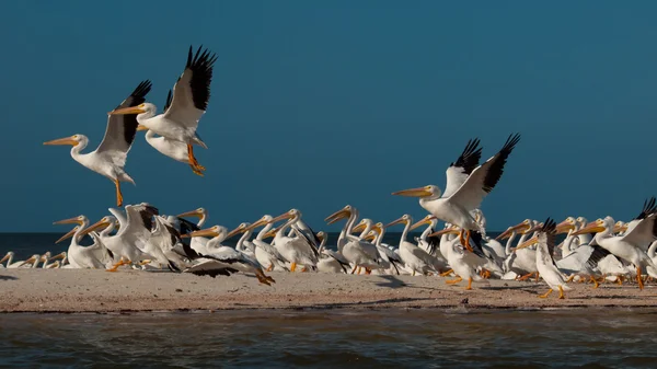 stock image White Pelicans