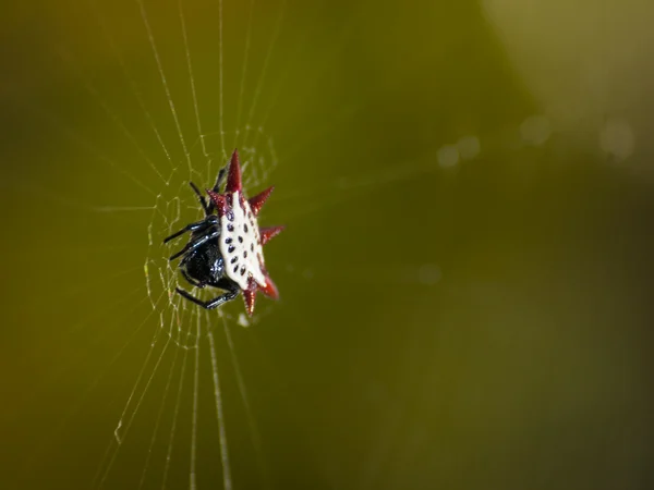 Aranha micrathena — Fotografia de Stock