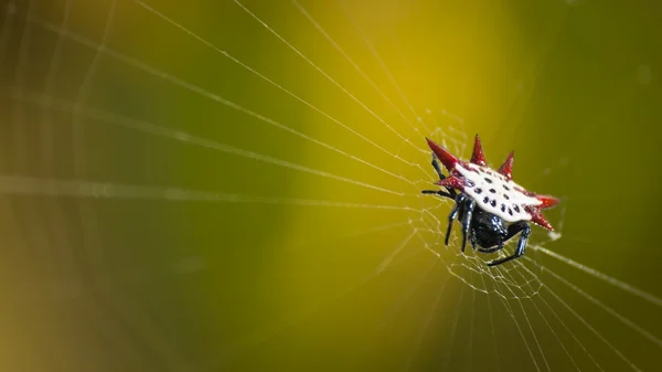 Micrathena павук — стокове фото