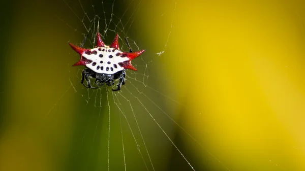 微型蜘蛛 — 图库照片