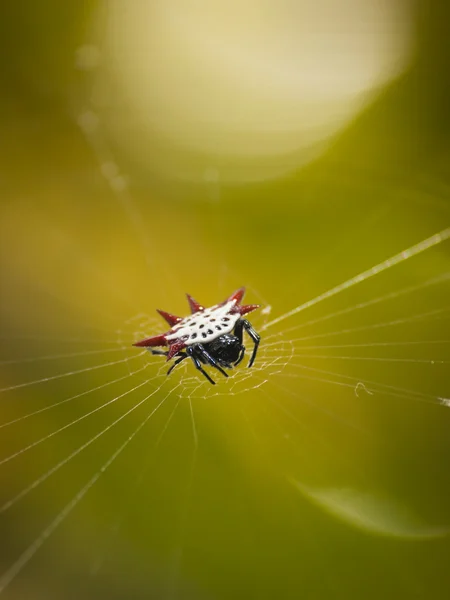 Micrathena pająk — Zdjęcie stockowe