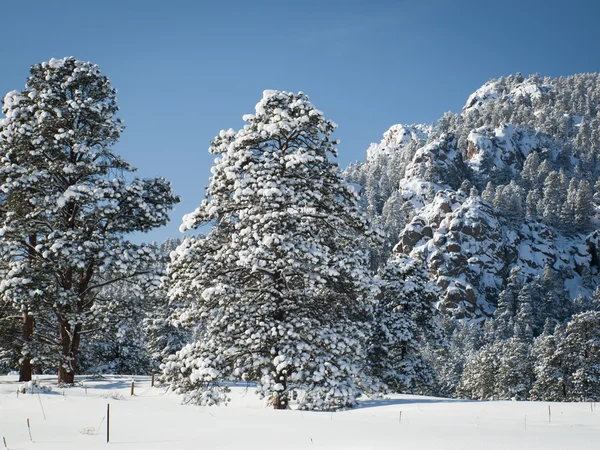 stock image Winter Forest