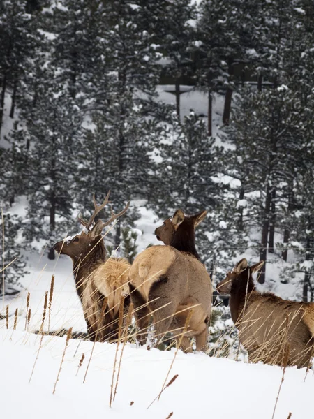 Elk Herd — Stock Photo, Image