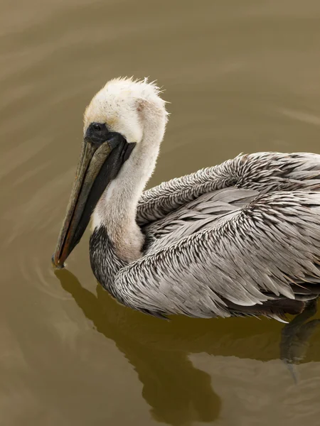 Kahverengi Pelikan — Stok fotoğraf