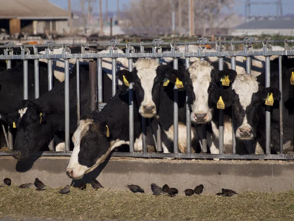 Vacas lecheras — Foto de Stock