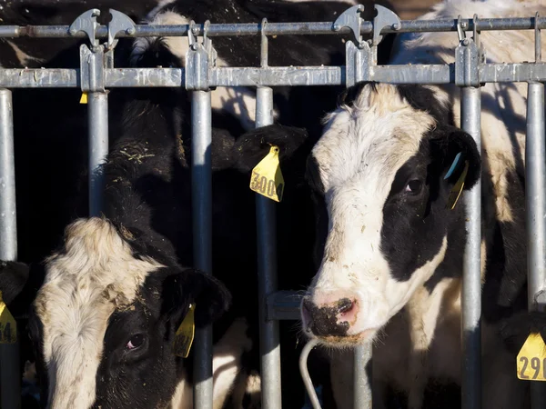 Krowy mleczne — Zdjęcie stockowe