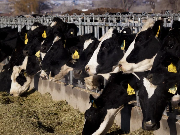 Dairy cows — Stock Photo, Image