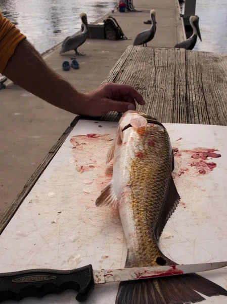 Limpeza de peixes — Fotografia de Stock