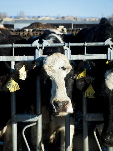 Vacas lecheras — Foto de Stock