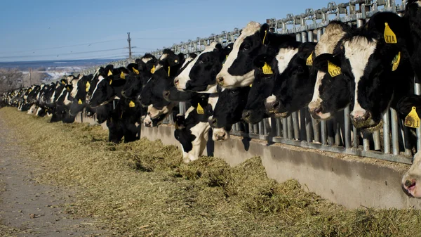 Молочные коровы — стоковое фото