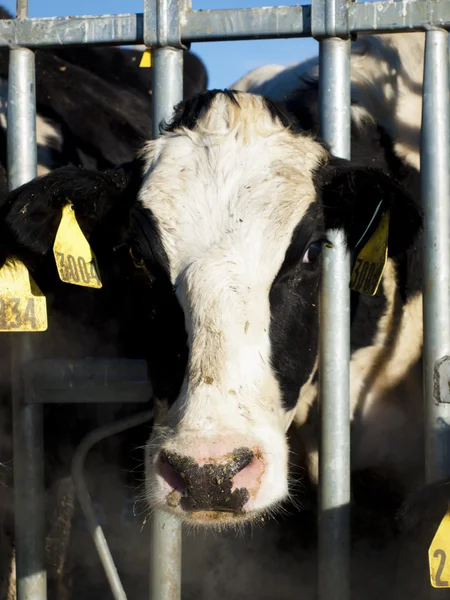 Vacas lecheras —  Fotos de Stock