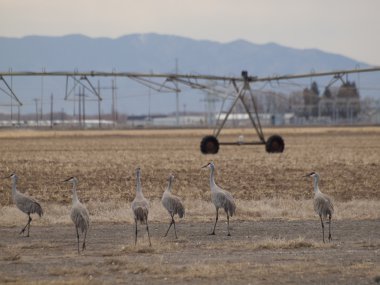 Sandhill Cranes clipart