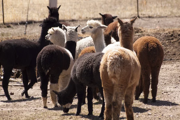 Alpaca — Fotografia de Stock