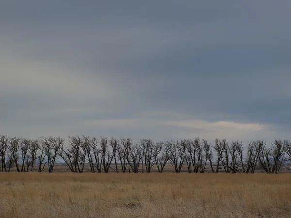 Prairie — Stockfoto