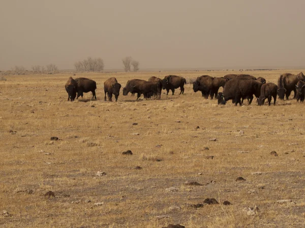 stock image Buffalo Ranch