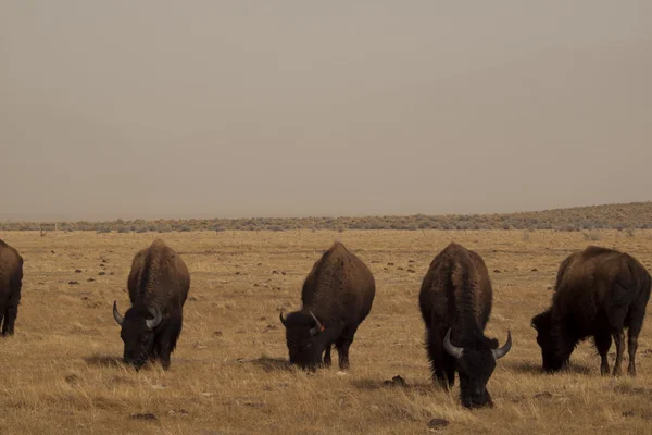 Buffalon tila — kuvapankkivalokuva