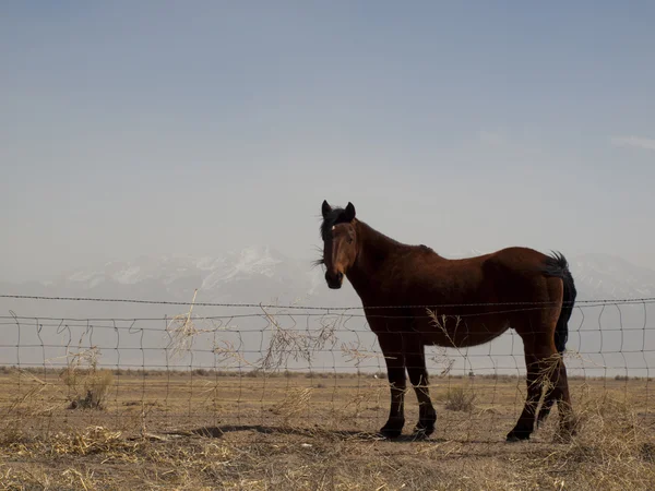Paarden grazen — Stockfoto