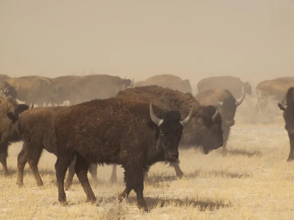 Ranch Buffalo — Photo